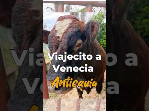 Viajecito a Venecia Antioquia