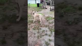 Video preview image #1 Catahoula Leopard Dog-Labrador Retriever Mix Puppy For Sale in Farmerville, LA, USA