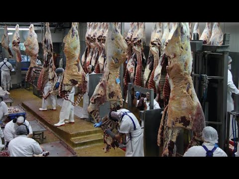 Full Process of a Beef Factory - Fresh Beef Production...