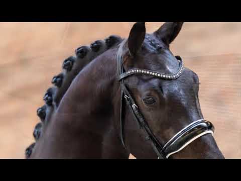 Phantom Sollenburg | Kjento x Charmeur - Stallion - 2020 - 163 cm