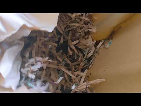 Composting Outdoors - Urban Worm Bag v2 Feeding - Day 51 - Possibly Overfeeding