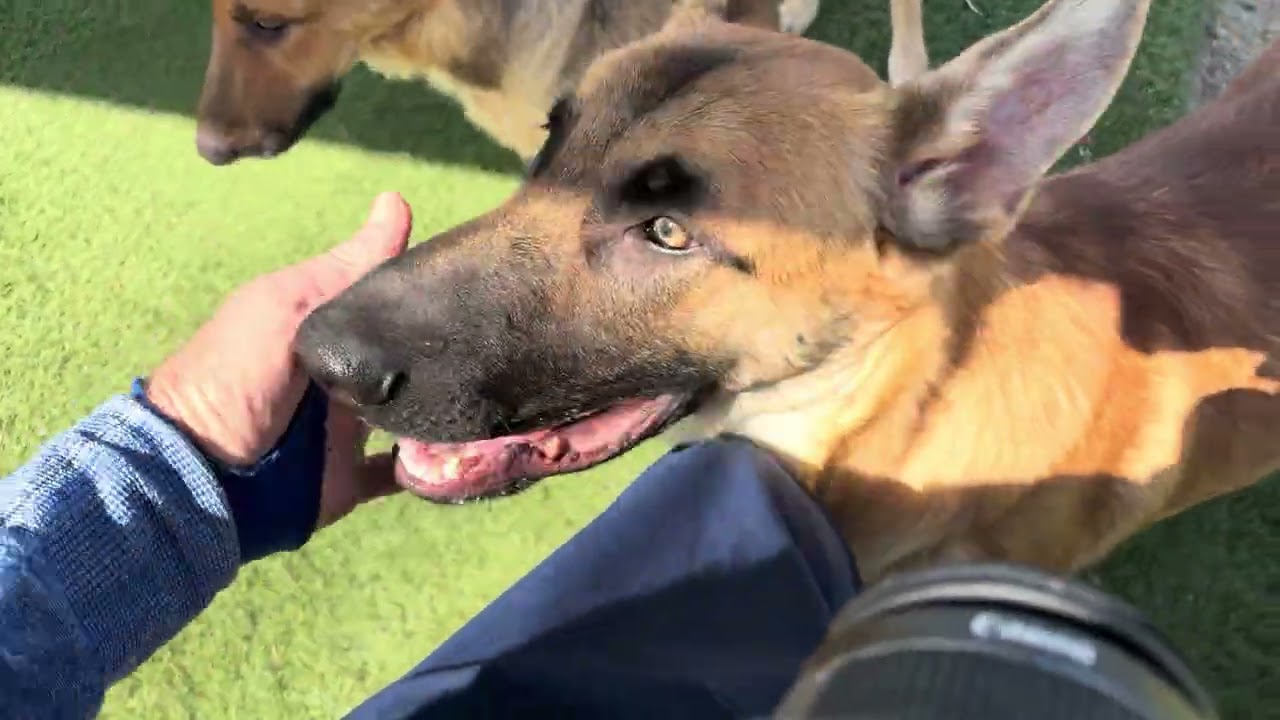 TRENTA ( AVAILABLE 7/20/26), a ADOPTABLE German Shepherd Dog in Wasco, CA video 6/6