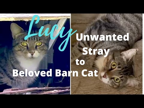 BARN to be WILD! 😻 Lucy's Journey from Feral to Farm Cat Heaven