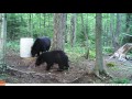 Big Bear Sounds Like Hes Laughing