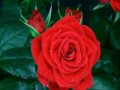 Captain Beefheart - One Red Rose That I Mean