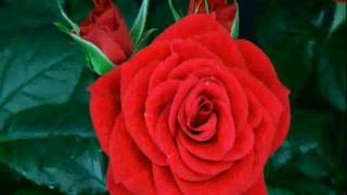 Captain Beefheart - One Red Rose That I Mean