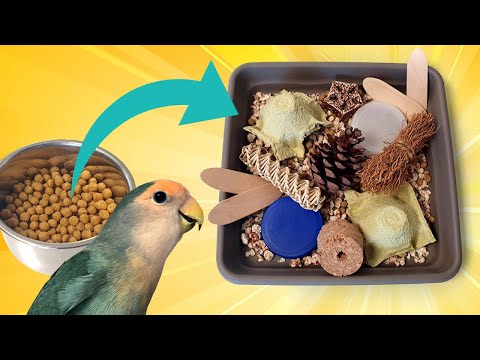 WHAT is a FORAGING TRAY ✨ HOW to create it and STEP BY STEP so that your parrot ENJOYS it