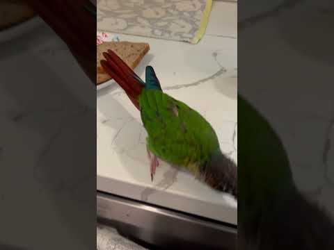 Dexter (in a million) meets Juan in a million #conure