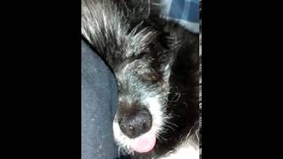 Messing with and annoying my sleeping dog