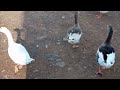 Crying We Save Our Goose From Running Cars Geese Girl