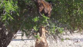 Undefiled Wisdom Journey to the Goat Tree. 02. Reuniting of the souls