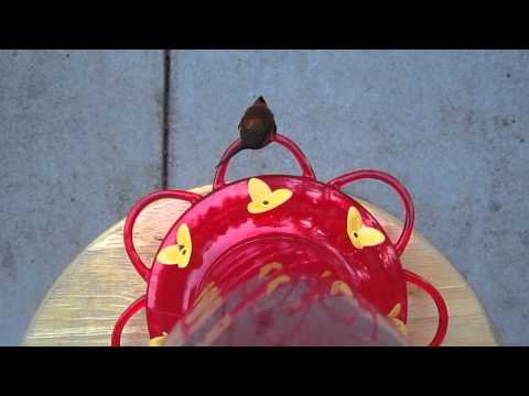 Allens or Rufous Hummingbird?