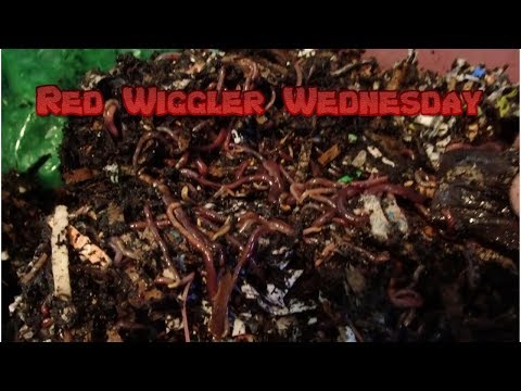 Red Wigglers | Horizontal Migration 10-9-19