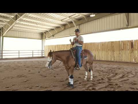 HOW TO GET THE PERFECT REINING STOP WITH YOUR HORSE