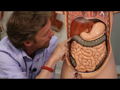 Abdominal organs (plastic anatomy)