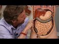 Abdominal organs (plastic anatomy)