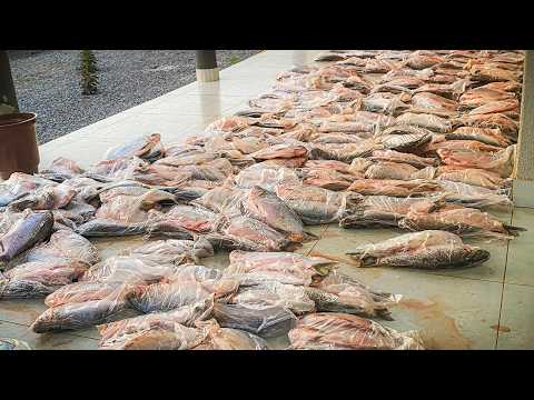507 MATRINXÃS APREENDIDAS! Pesca Ilegal Não Para em Campinápolis