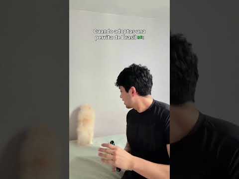 Dance 💃 this one 🥰. #pomeranian #puppy #fyp #viral #viralvideo #dog #dogshorts #pets #shorts