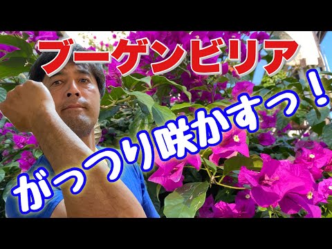 この夏、印象的な開花をもたらすブーゲンビリア用の天然肥料はどれを選べばよいでしょうか?  庭園