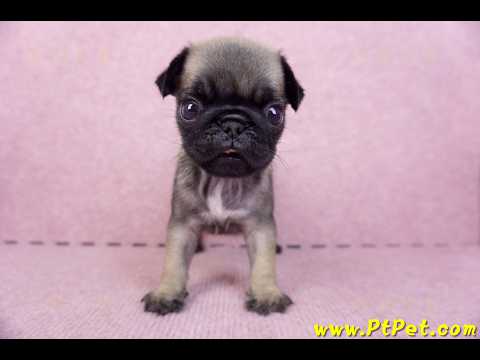 09/08巴哥母幼犬2號(桃園楊梅)