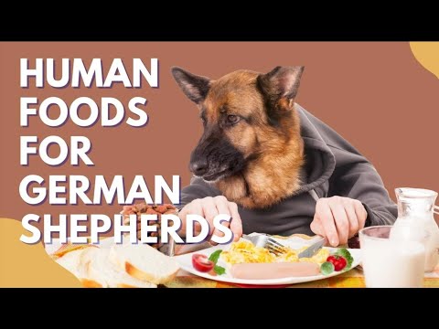 German Shepherds and Human Food: What's Safe?