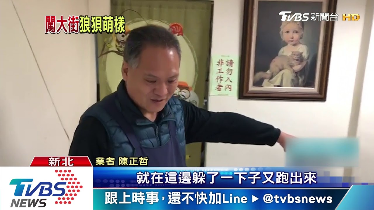 地太滑!山羌闖入麵店頻跌倒 萌樣惹憐