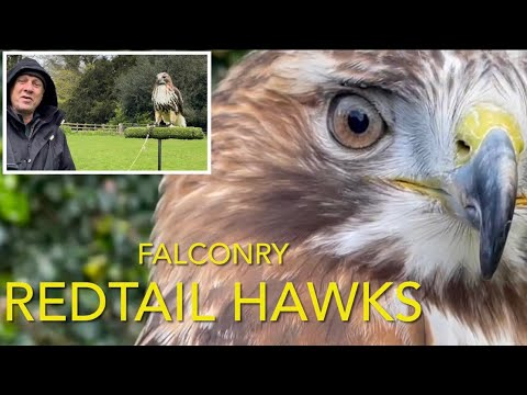 Species spotlight: REDTAIL HAWKS
