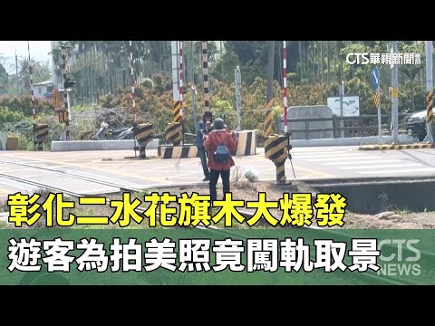 彰化二水花旗木大爆發　遊客為拍美照竟闖軌取景
