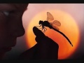 "Dragonfly" (unplugged) Shaman's Harvest ...