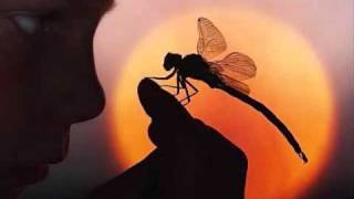 &quot;Dragonfly&quot; (unplugged) Shaman&#39;s Harvest (Lyrics in desription box)