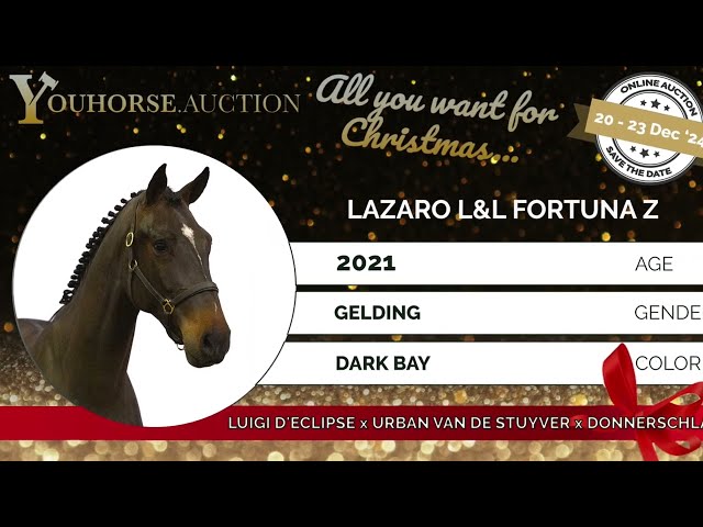 Lazaro L&L Fortuna Z under the saddle