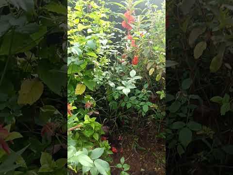 Flower#beautiful #flowers#gowri #flower