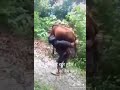 Olithu Madu Manusa