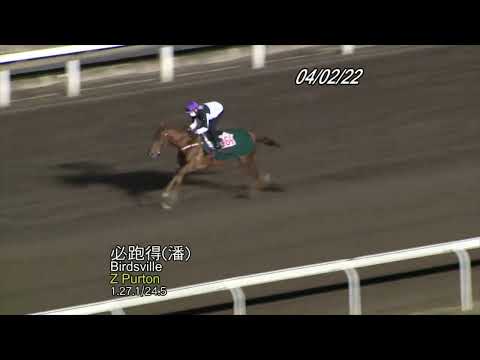 【晨操報料X熱門不穩馬】必跑得兩度缺課//喜快戴面箍有幫助//忠誠駒有瑕疵（2022年2月16日 谷草夜賽）