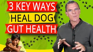Remedies For Dog Digestive Problems (3 KEY Ways How To Heal Dog Gut Health)