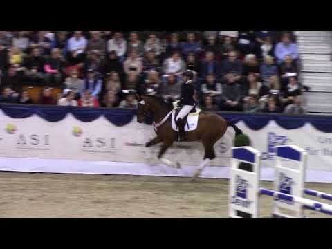 Franz Joseph Junior - Prämienhengst 2018 von Franziskus x Rock Forever x Ferragamo.