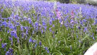 One Minute In the Bluebells