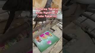 Download lagu Wajib Dicoba‼️Pakan Tekukur Di musim Penghujan mp3 Download lagu Wajib Dicoba‼️Pakan Tekukur Di musim Penghujan mp3