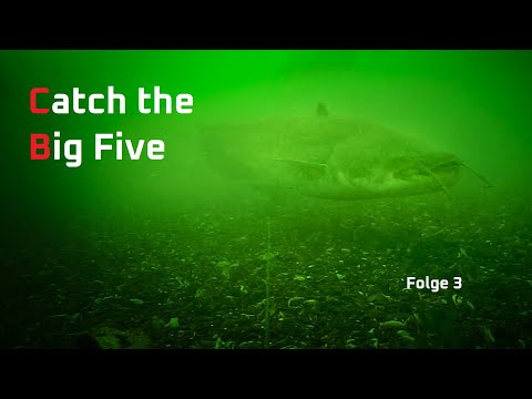Wallerangeln mit Fischpellets, Boilies und Lockstoff : Catch the big five Folge 3 - Fishingprofi
