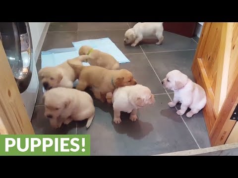 Golden Labrador puppies deliver cuteness overload