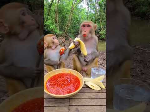 Funniest Monkey Moments You’ll Watch Today! #FunnyMonkey #MonkeyPrank #funnyshorts #viralshort #fyp