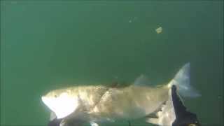 preview picture of video 'Spearfishing Cem DOĞAN Levrek Avı, zıpkın avı 2.5 kg.'