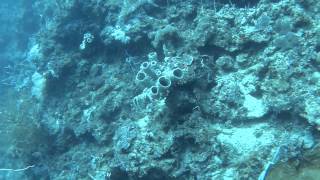 preview picture of video 'Philippines -  southern Leyte - Dive 01'