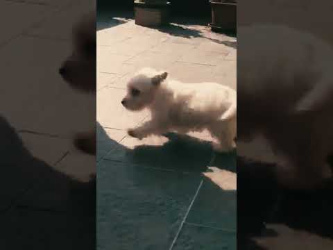 West Highland White Terrier Welpe kaufen