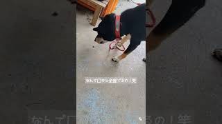 実家の柴犬っこてっちゃん