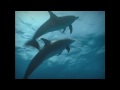 ATARAXIA - Dolphins / Lost Atlantis 