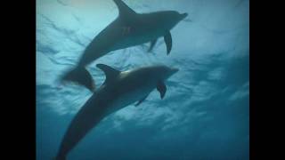 ATARAXIA - Dolphins / Lost Atlantis