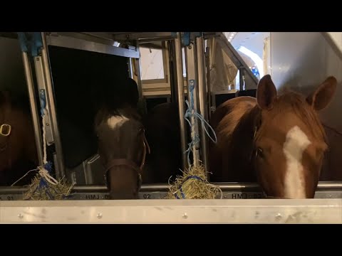 Horses Fly 6,000 Miles in Anti-Slip Stables