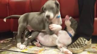 Cecil and George- great dane puppies  playing wrestle - 7 weeks old