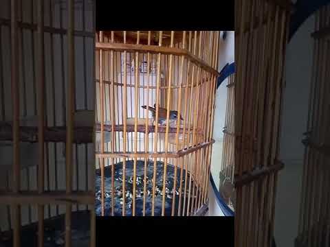 Putihmini Novyj Trend Smotret Onlajn Na Sajte Trendovi Ru